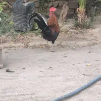 خروس