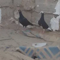 سلام سه تا جوجه بفروش میرسد