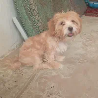سگ ماده