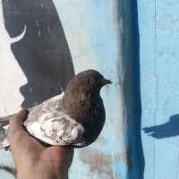 کبوتر پرشی