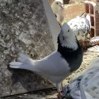 کفتر