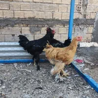 مرغ و خروس برهما