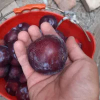فروش آلو کالیفرنیا