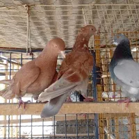 تعدادی کفترا  پرشتی تضمینی
