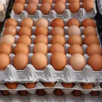 تخم مرغ محلی نطفه دار و خوراکی