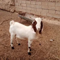 بزغاله نردورگه پاکستانی