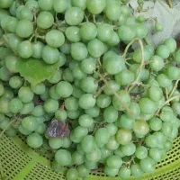 غوره اب گیری