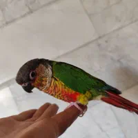 جفت گرین چیک دستی