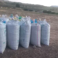 ‌گندم هم بذری و هم دامی داخل گونی آماده