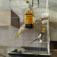 عروس هلندی