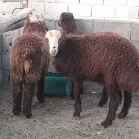 بره نر