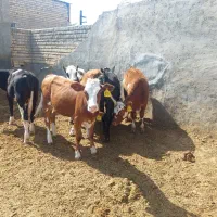 شش راس گوساله سیمینتال
