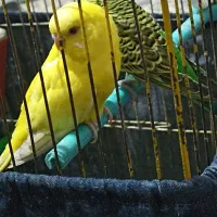 یه جفت مرغ عشق مولد سالم