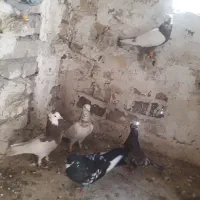 کبوتر