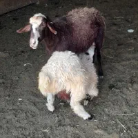 میش بره