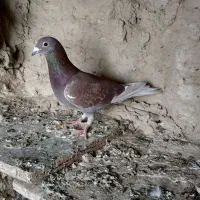 کبوتر|پرنده|سراوان, |دیوار