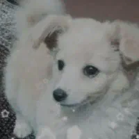 سک پامرین سه ماهه قیمت وقت ۶میلیون