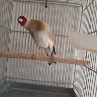 سهره استان فارسی