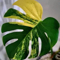 برگ انجیری فوری