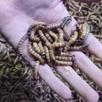 سوپرورم زنده
