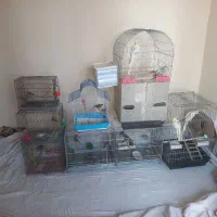 تعدادی جوجه سهره دونه ۲تومن