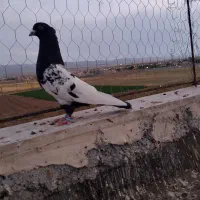 کفتر صید بوم بلند کله دم سیاه
