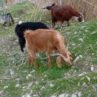 10عدد بز آبستن عاقل