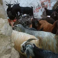 ۹تا بز اصیل شیرازی دوشکم