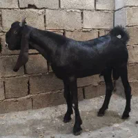 بز نر درشت فروش در آغاجاری