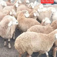بره به شرط گوشت و جگر سالم با کشتارگاه تمیز