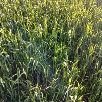 کارگر میخوام‌ فوری برای آبیاری. چاه کشاورزی