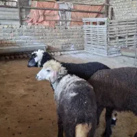 3راس بره ماده خوراک خور