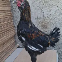 خروس گلین