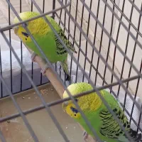 مرغ عشق