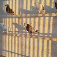 بلند پرواز ماهیدشت