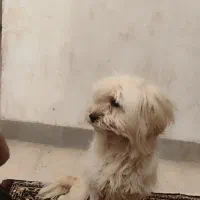 سـگ|سگ|دهدشت, |دیوار