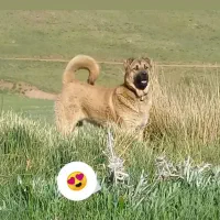 سگ سرابی یک سال ۲۰ روز