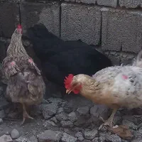 مرغ و خروس محلی تخمگذار