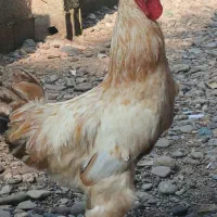 خروس پا پر
