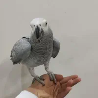 کاسکو|پرنده|قم, انسجام|دیوار