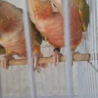 ۲ جفت جوانه گرینچیک فول دبل رد اکستریم