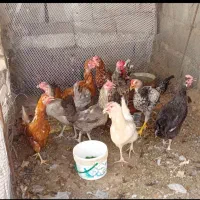 مرغ جوجه فروشی