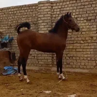 اسب