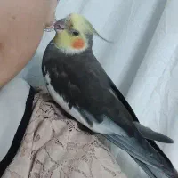عروس هلندی نر