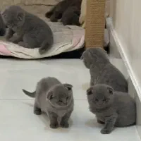 گربه اسکاتیش فولد