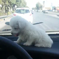 واگذاری توله خوشگل