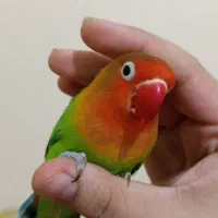 جفت کوتوله معاوضه با طوطی سرلاکی و نرمخور و فروش