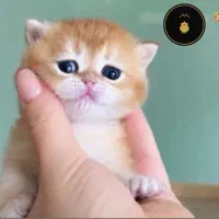 بریتیش و اسکاتیش سیلور و گلد