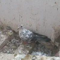 کفتر