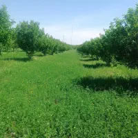 یونجه